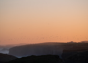 sunrise on the coast with silhouettes of birds