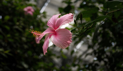 Pinker Hibiskus © Jessica