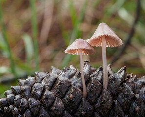 mushrooms on a pine cone in the forest