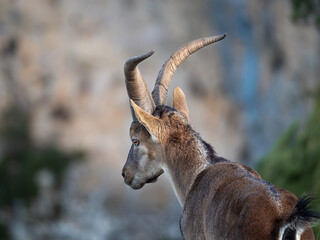 Close-up of a male mountain goat with large horns