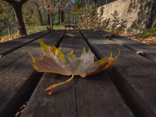 a leaf from a tree on a table in autumn
