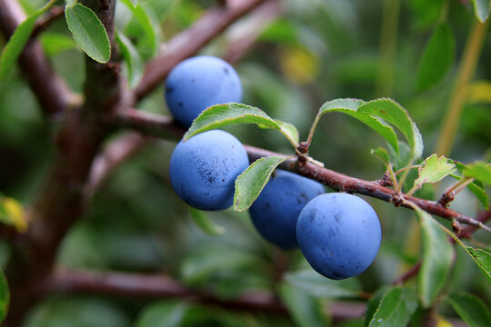 Reife Schlehen im Herbstwald