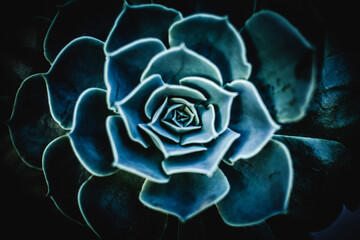 flor de suculenta azul