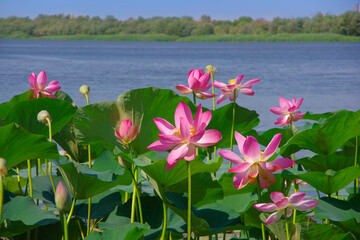 Pink flowers of a rare aquatic plant lotus. Flowering place Astrakhan region.