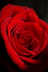rote Rose - Close up