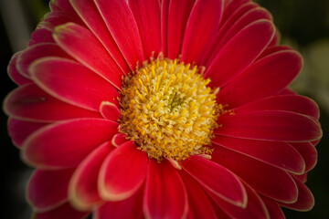 Gerbera - Close up