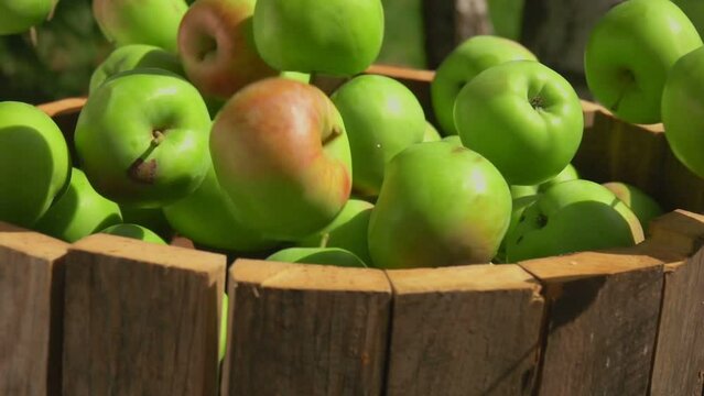 Close-up of the ripe delicious apples falling into the wooden barell outdoors