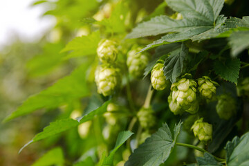 Farming and agriculture concept. Green fresh ripe organic hop cones for making beer and bread,...