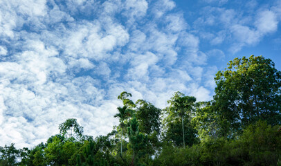 Obraz premium trees and morning blue sky with clouds. 