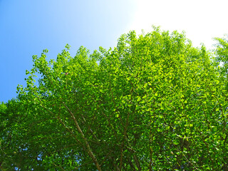 樹木と空