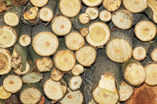 Winter preparation. Stacking Firewood. Pile of firewood loggs. Firewood background.