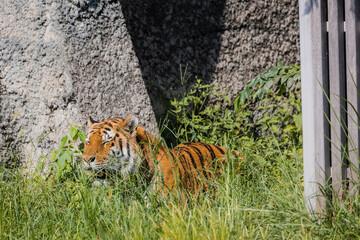草むらで休むアムールトラ