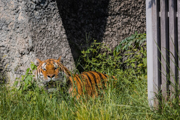 草むらで休むアムールトラ