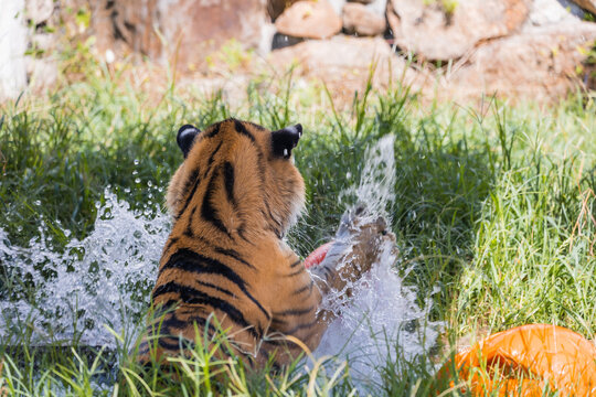 「アムール」の画像 993 件の Stock 写真、ベクターおよびビデオ Adobe Stock