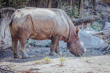 Naklejka premium 水を飲むクロサイ