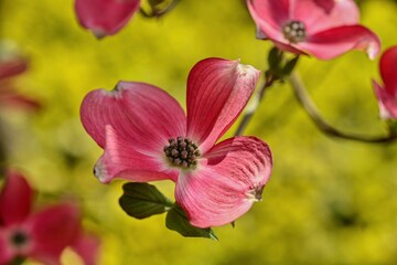 Award-winning Cornus kousa 'Miss Satomi' (Kousa Dogwood)