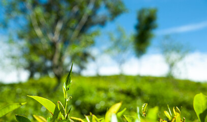 Tea leaves in the tea plantation 