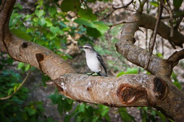 Bird Twig Branch Wood Beak Trunk