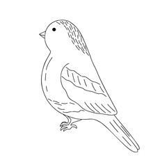 Bullfinch bird simple outline vector illustration for Christmas holiday decor, New Year celebration festive design, hand drawn image for card, poster, invitation, coloring page