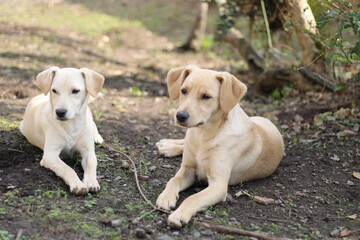 Dois filhotes deitados no parque