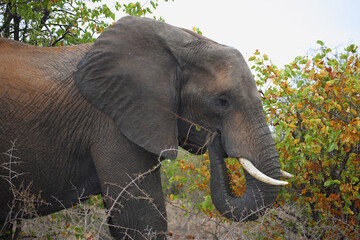 Afrikanischer Elefant / African elephant / Loxodonta africana