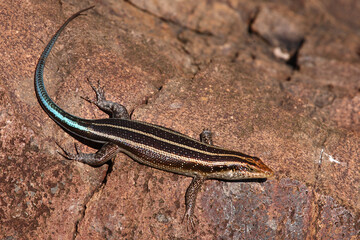 Afrikanischer Streifenskink oder Gestreifte Mabuye / African striped skink / Trachylepis striata uel Mabuya striata
