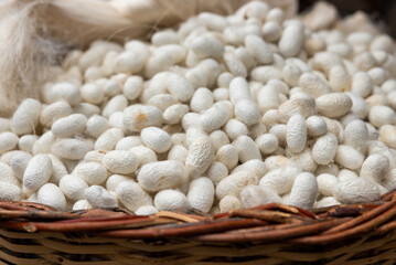 cocoons of white silkworms bred to produce silk , raw silk