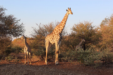 Giraffe / Giraffe / Giraffa camelopardalis.