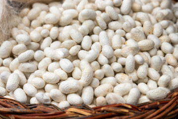 cocoons of white silkworms bred to produce silk , raw silk