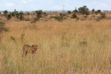 Gepard / Cheetah / Acinonyx jubatus..