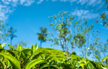 Tea leaves in tea planation with blue sky in the morning. 