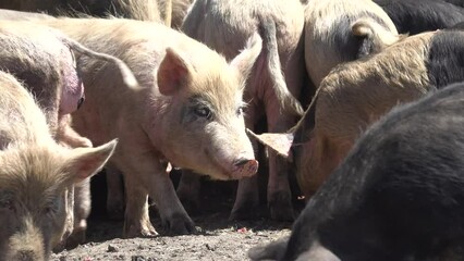 Swine husbandry. Ukrainian steppe white breed of pigs. Rough build, tolerates elevated air temperature. Universal fertile and meat-and-fat direction