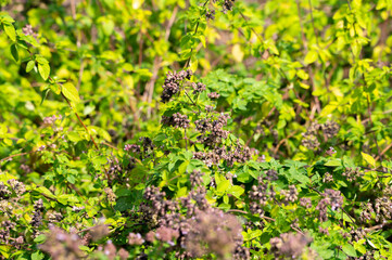 Blossom of oregano or majoram aromatic kitchen herb