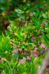 Botanical collection, leaves and berries of myrtus communis or true myrtle plant growing in garden