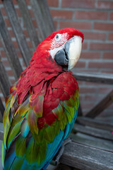 Large colorful South American macaw ara parrot close up
