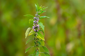 Medicinal plant leonurus cadriaca or motherwort growing in garden