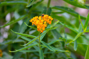 Asclepias tuberosa or butterfly weed, species of milkweed native to eastern and southwestern North America