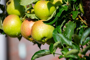Brunch of apple tree with many apple fruits in orchard