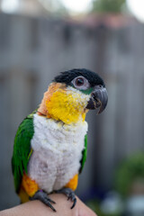 Small colorful Australian lory parrot sitting on hand