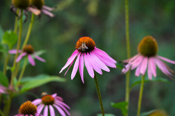 Blossom of echinacea purpurea magnus or coneflower in garden