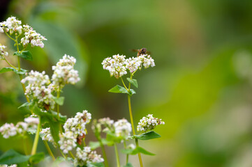 Summer blossom of fagopyrum esculentum or buckwheat plant, healthy vegetarian food