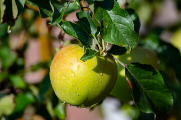 Brunch of apple tree with many apple fruits in orchard