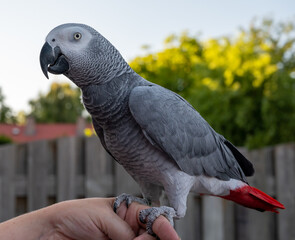 Obraz premium African grey parrot with red tail sitting on hand
