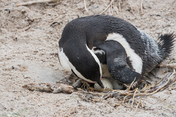 Fototapeta premium The Cape or South African penguin hatching its eggs