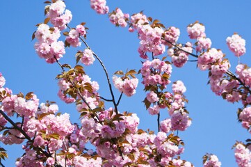 Flower Sky Daytime Petal Branch Plant