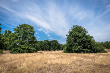 Dry long grass in a meadow of Wimbledon Common in summer 2022