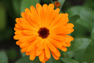 Orange pot marigold flower in close up