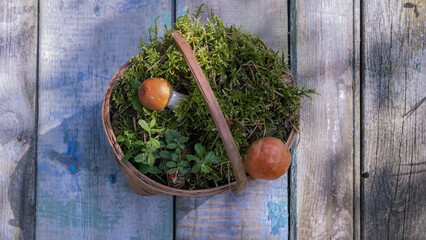 Top view of a wicker basket with gifts of the forest (cones, green moss, red-capped mushrooms, needles, red cranberries) on old wooden boards with worn paint, in sunlight