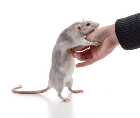 Cute bicolor rat who wants to climb on his mistress' hand