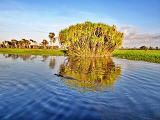 Australischer Billabong